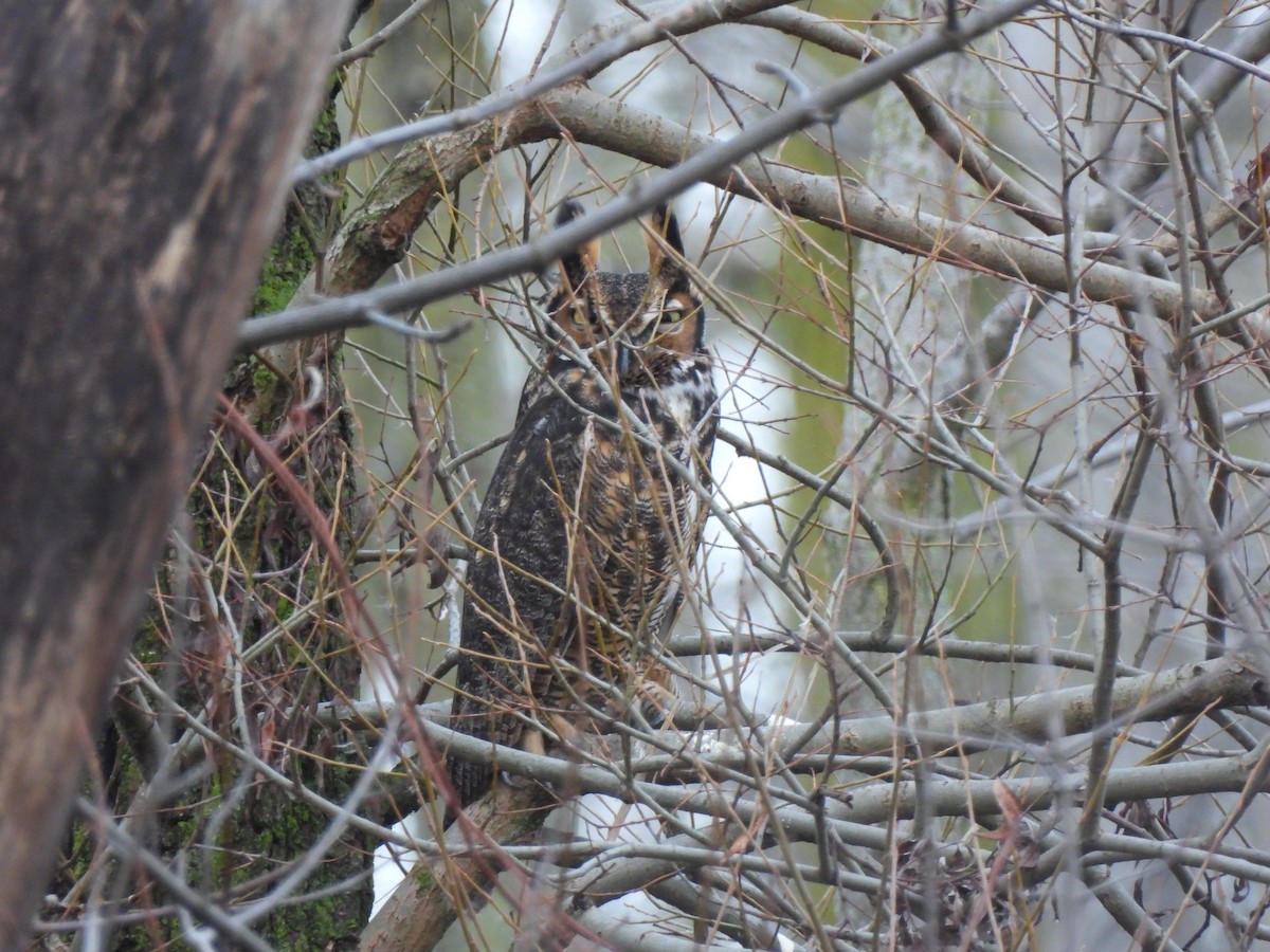 Great Horned Owl - ML612681774