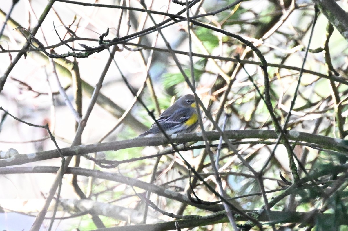 Yellow-rumped Warbler (Myrtle x Audubon's) - ML612681937