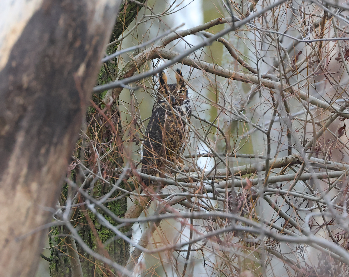Great Horned Owl - ML612682460