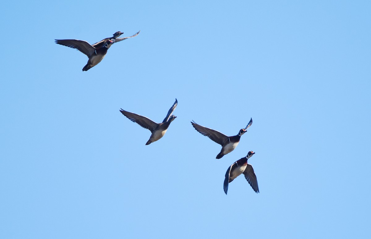 eBird Checklist 17 Dec 2023 Pumpkin Center Road, Jefferson Davis Section, Hayes, Louisiana