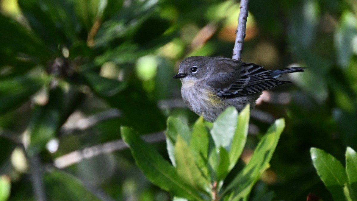Yellow-rumped Warbler (Audubon's) - ML612682565