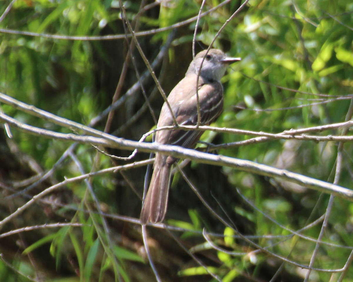 Great Crested Flycatcher - ML612682721