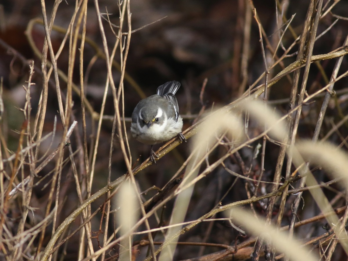 Black-throated Gray Warbler - ML612682727