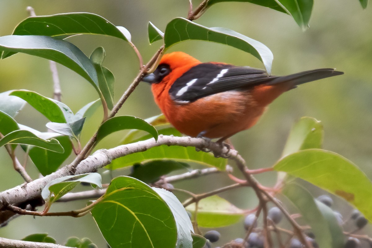 White-winged Tanager - ML612682766