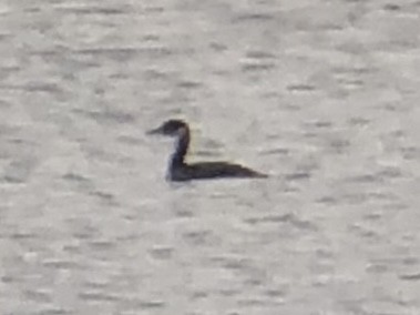 Red-necked Grebe - ML612683039
