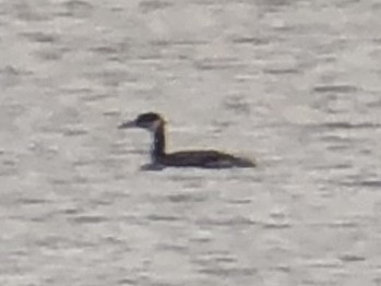 Red-necked Grebe - ML612683041