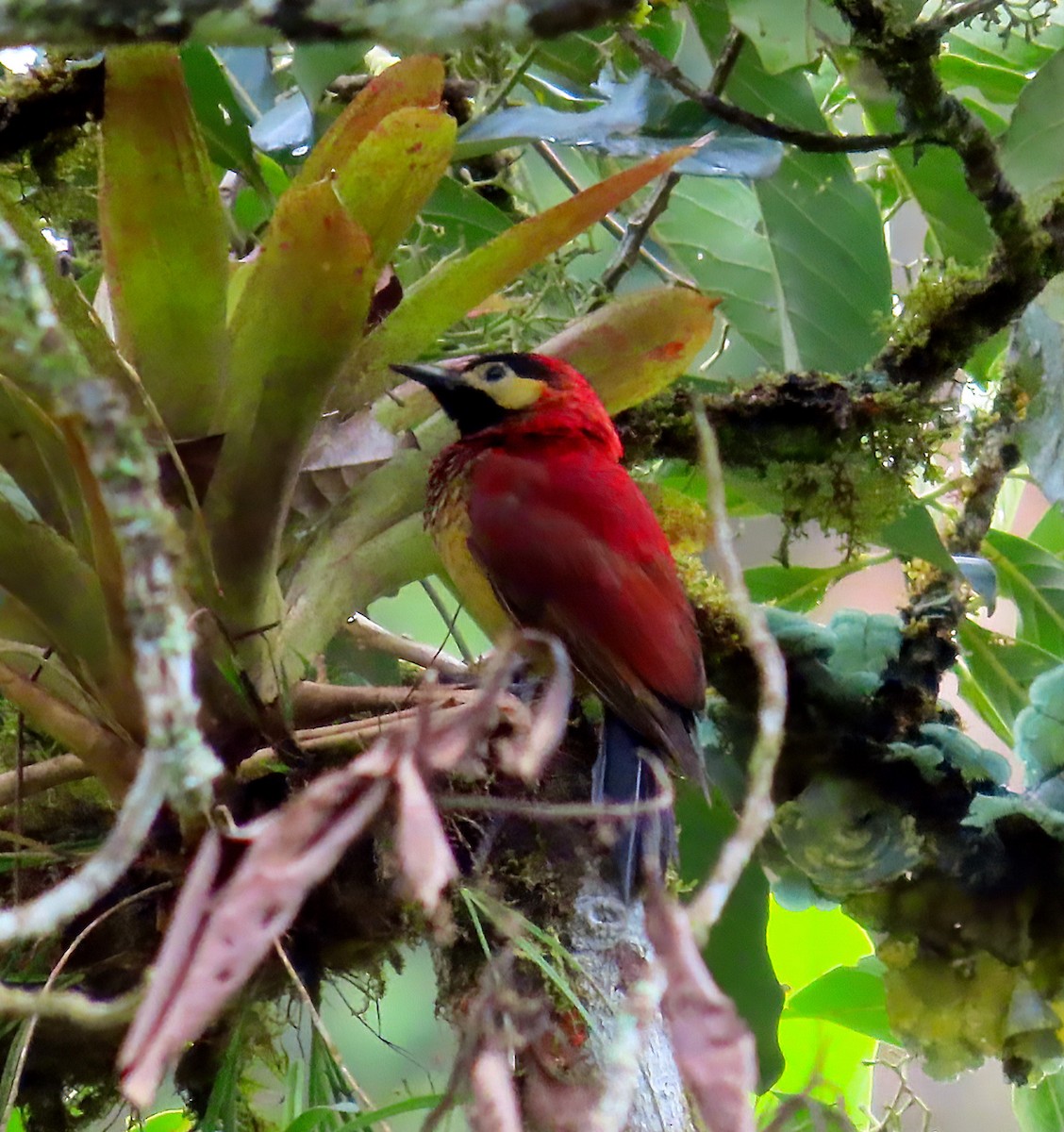 Crimson-mantled Woodpecker (Crimson-mantled) - ML612683110