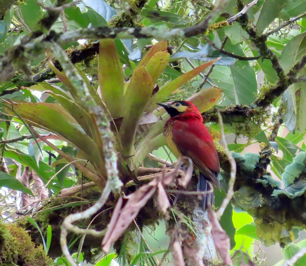 Crimson-mantled Woodpecker (Crimson-mantled) - ML612683111