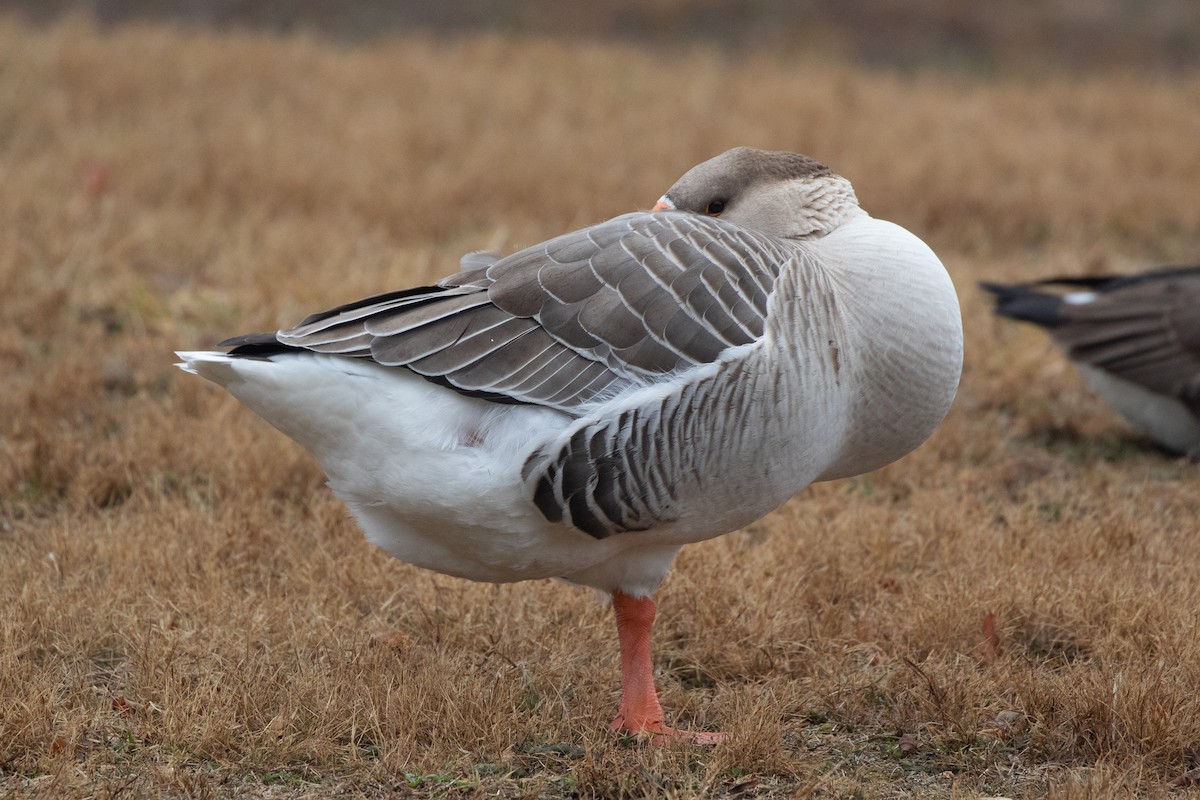 Graylag x Swan Goose (hybrid) - ML612683209