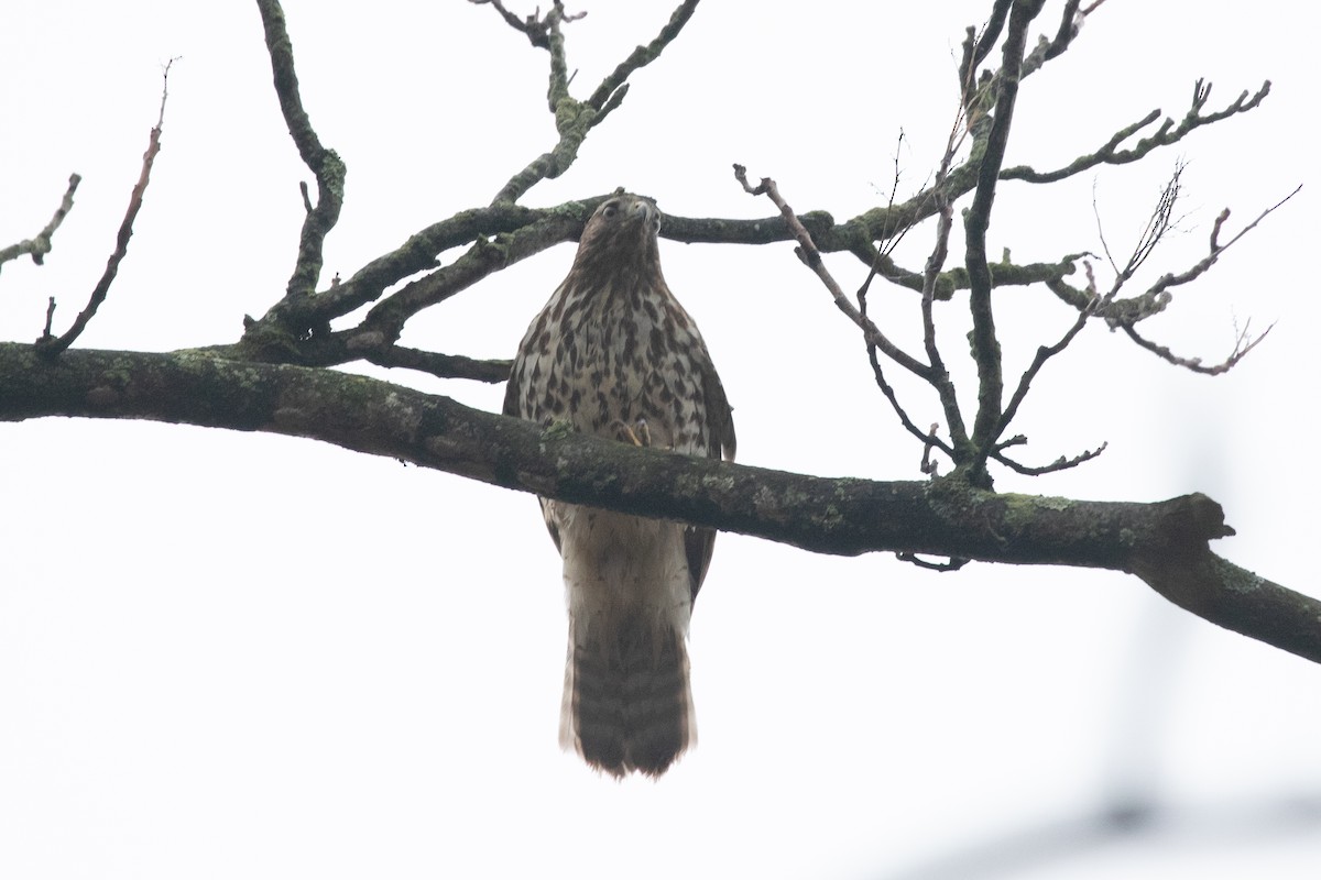Red-shouldered Hawk (lineatus Group) - ML612683236