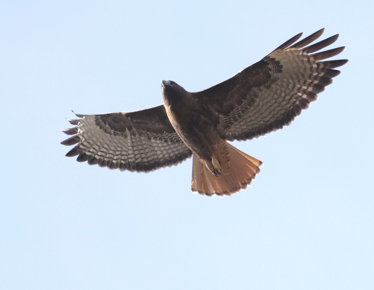 Red-tailed Hawk - ML612683237