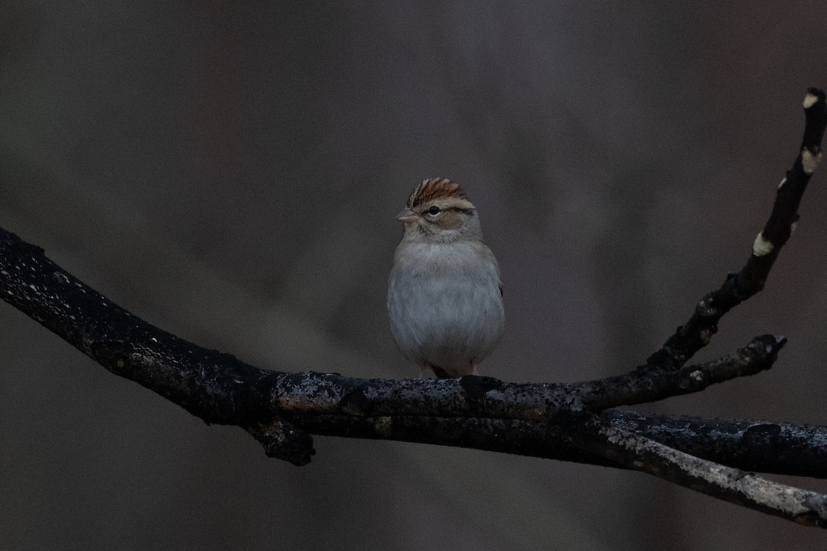 Chipping Sparrow - Caleb Strand