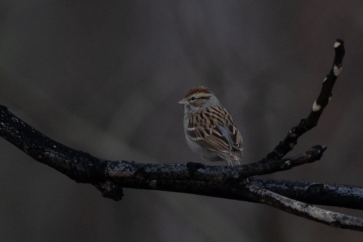 Chipping Sparrow - ML612683339