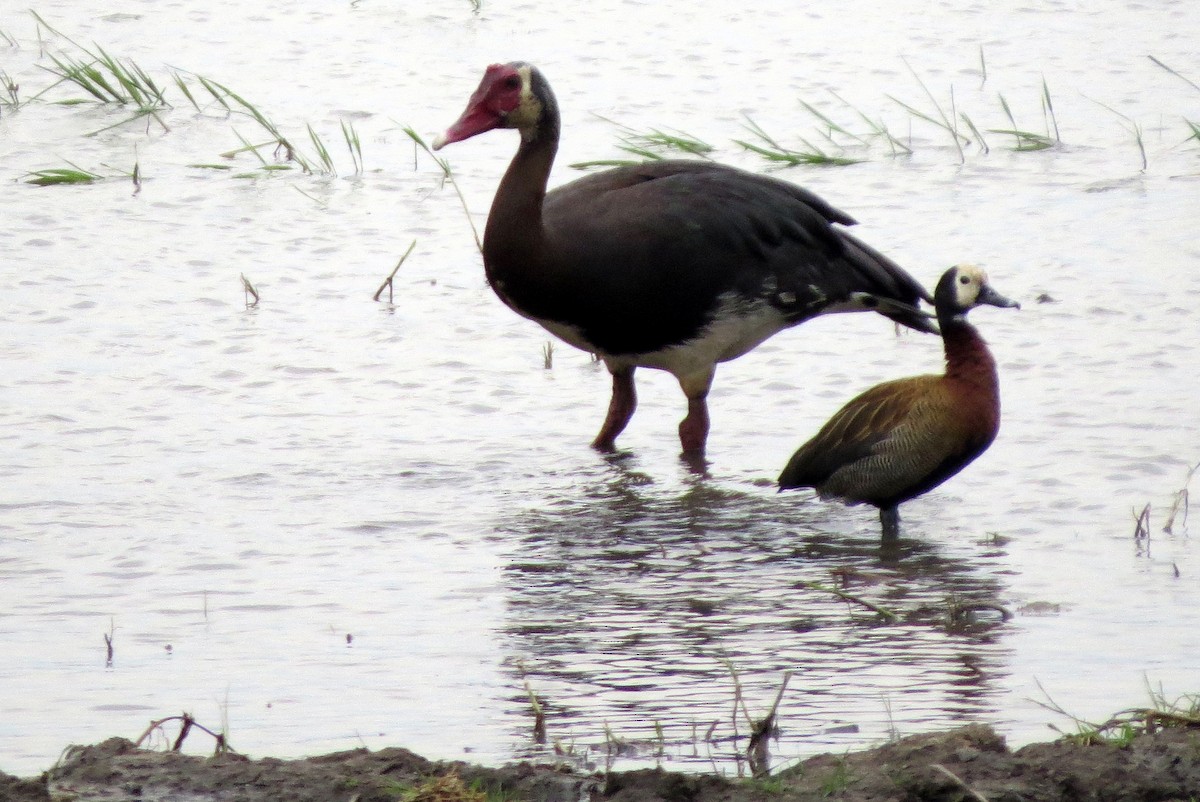 Spur-winged Goose - ML612683633