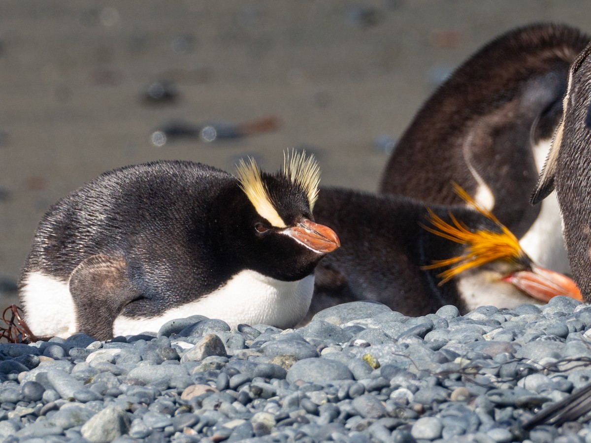 Erect-crested Penguin - Mike Greenfelder