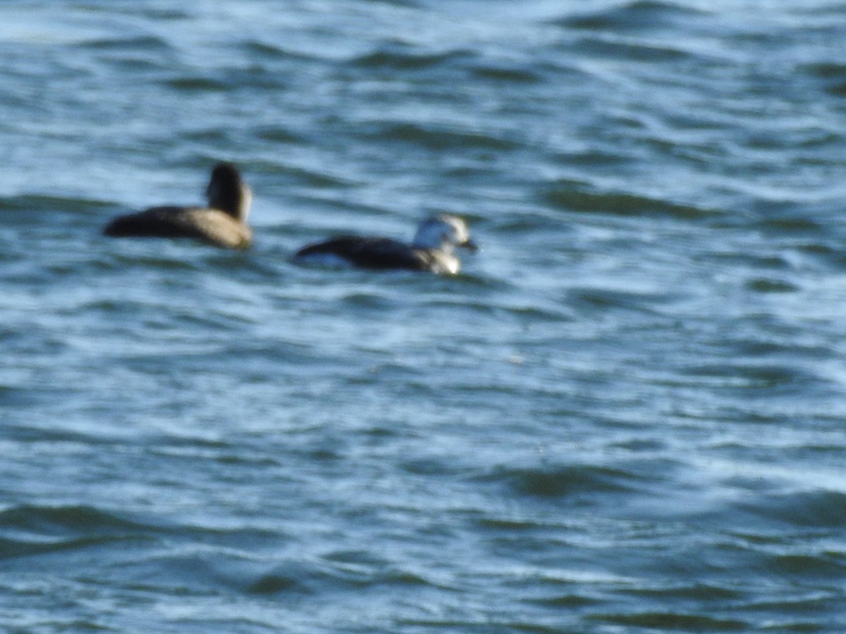 Long-tailed Duck - ML612683996