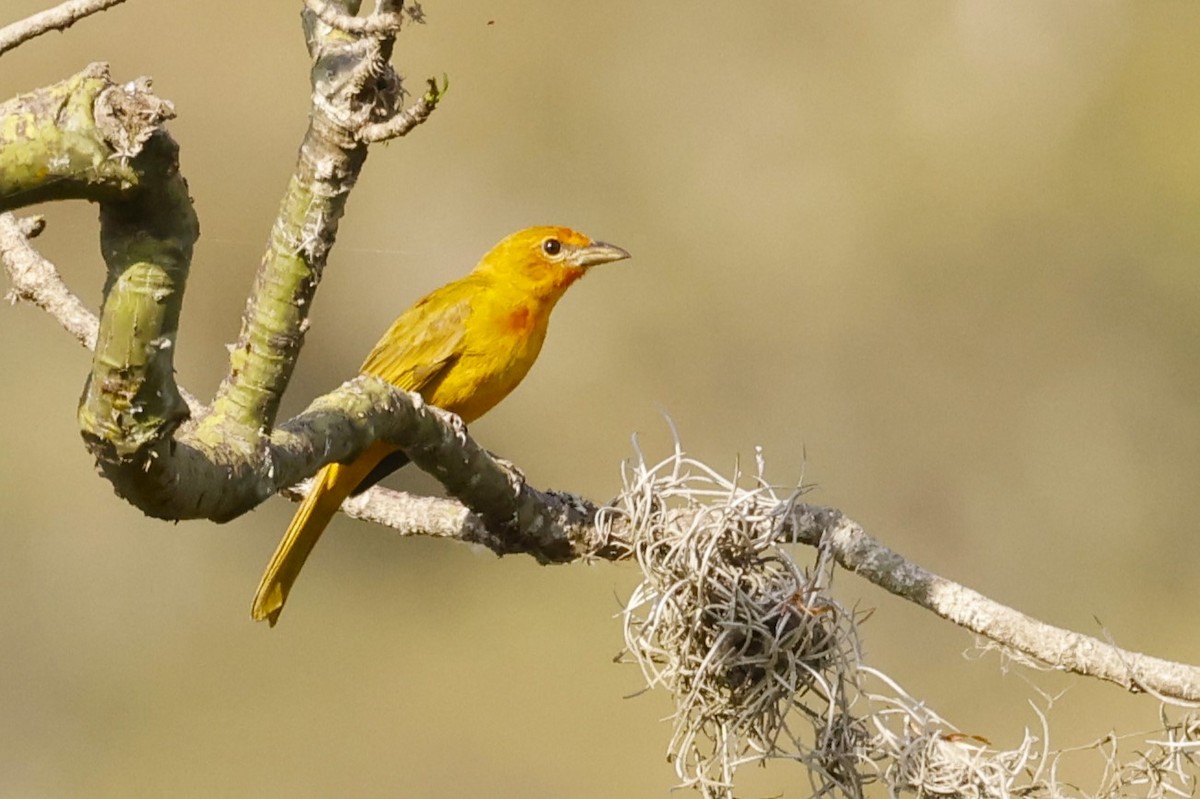 Hepatic Tanager (Highland) - ML612684198