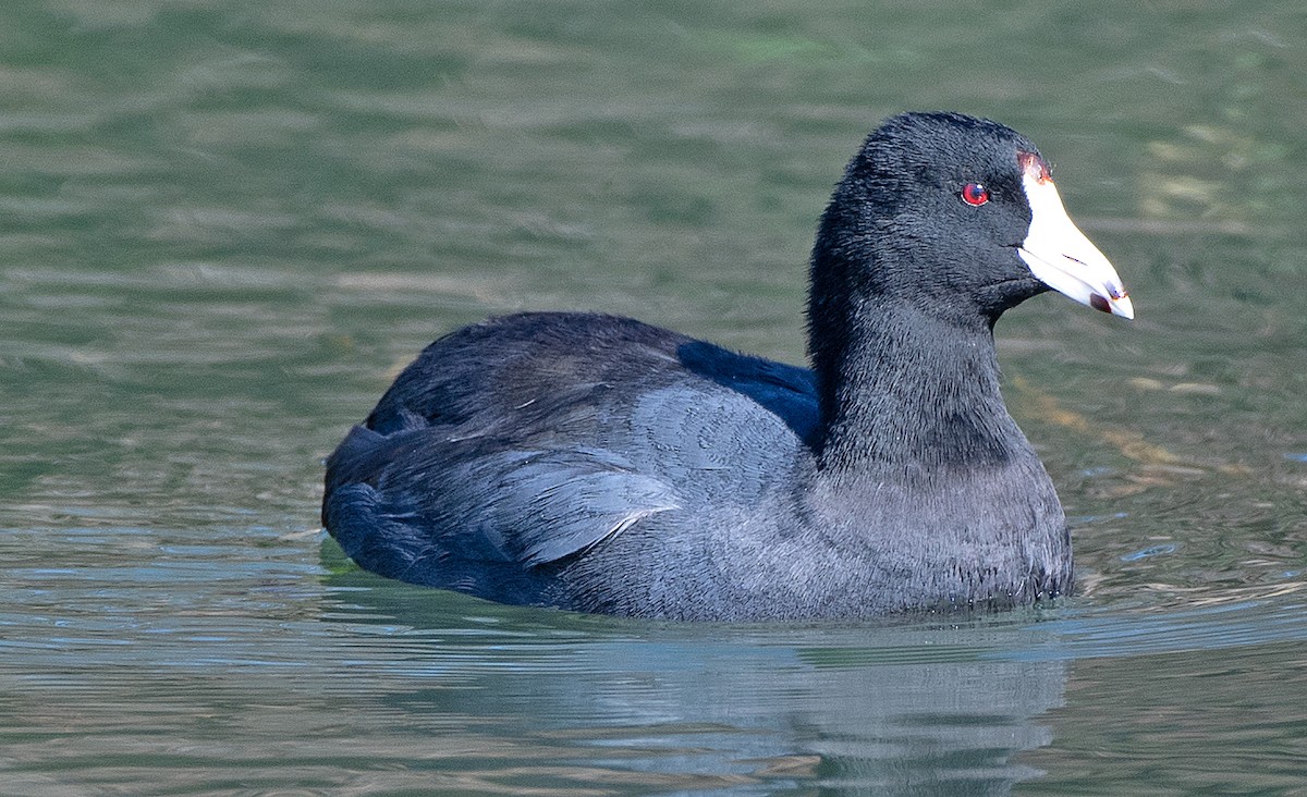 American Coot - Kenneth Butler