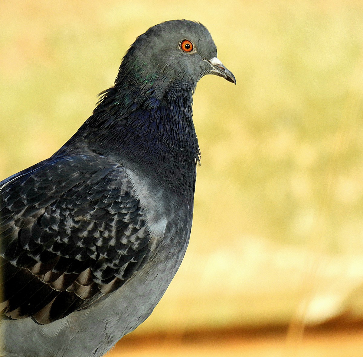 Rock Pigeon (Feral Pigeon) - ML612684279