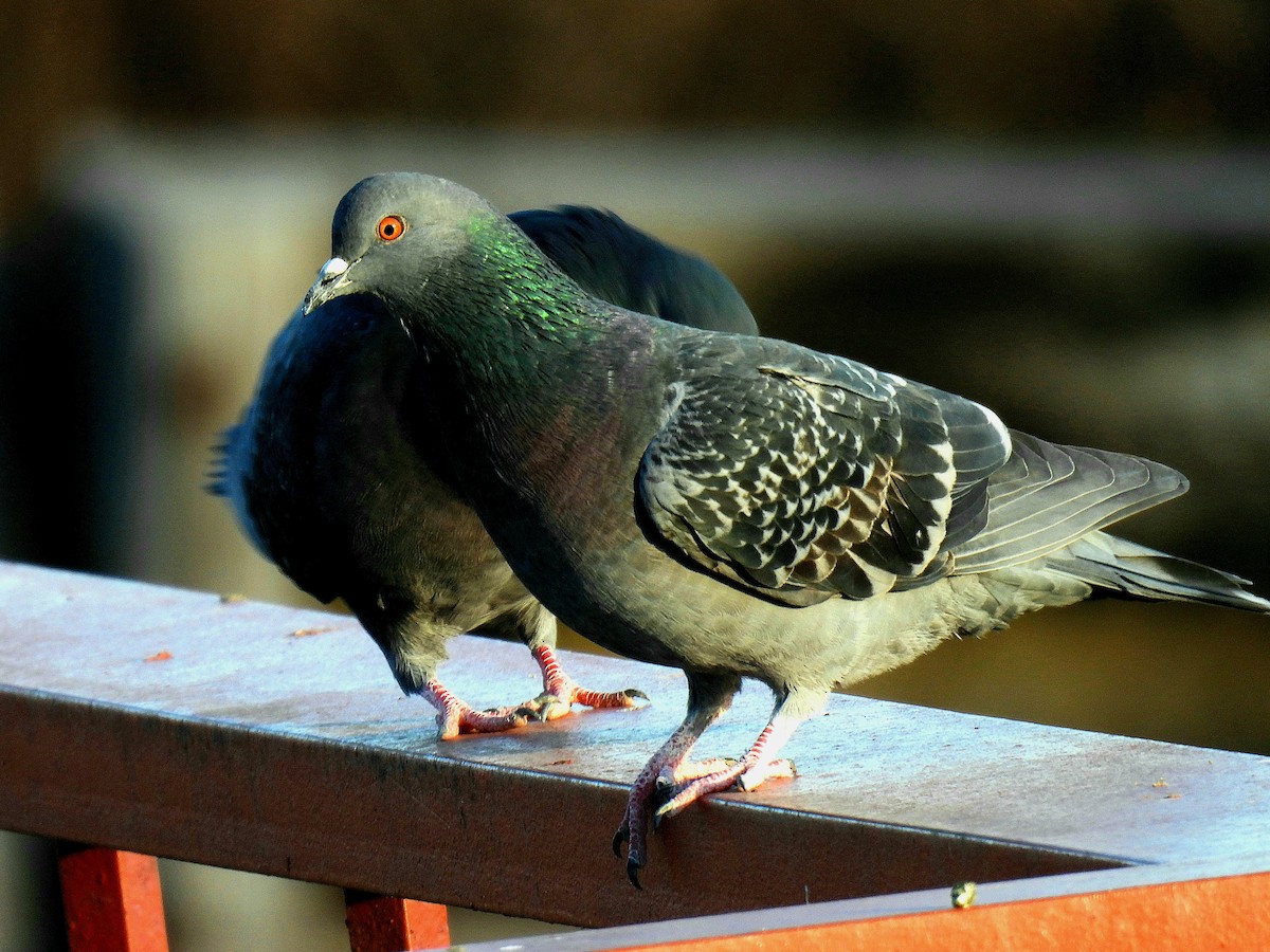 Rock Pigeon (Feral Pigeon) - ML612684296