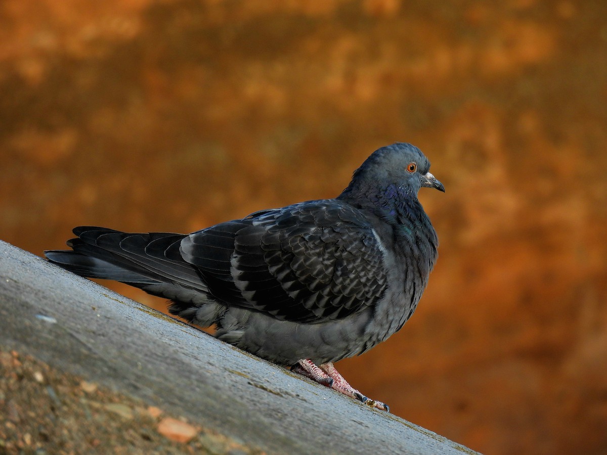 Rock Pigeon (Feral Pigeon) - ML612684297