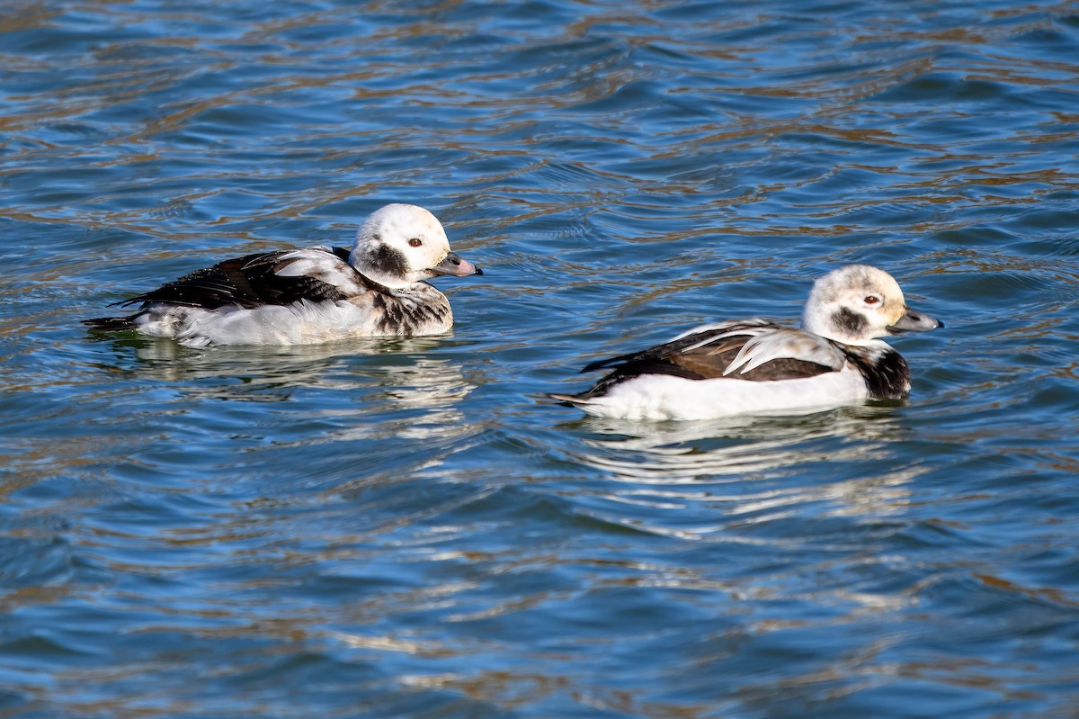 Long-tailed Duck - ML612684385