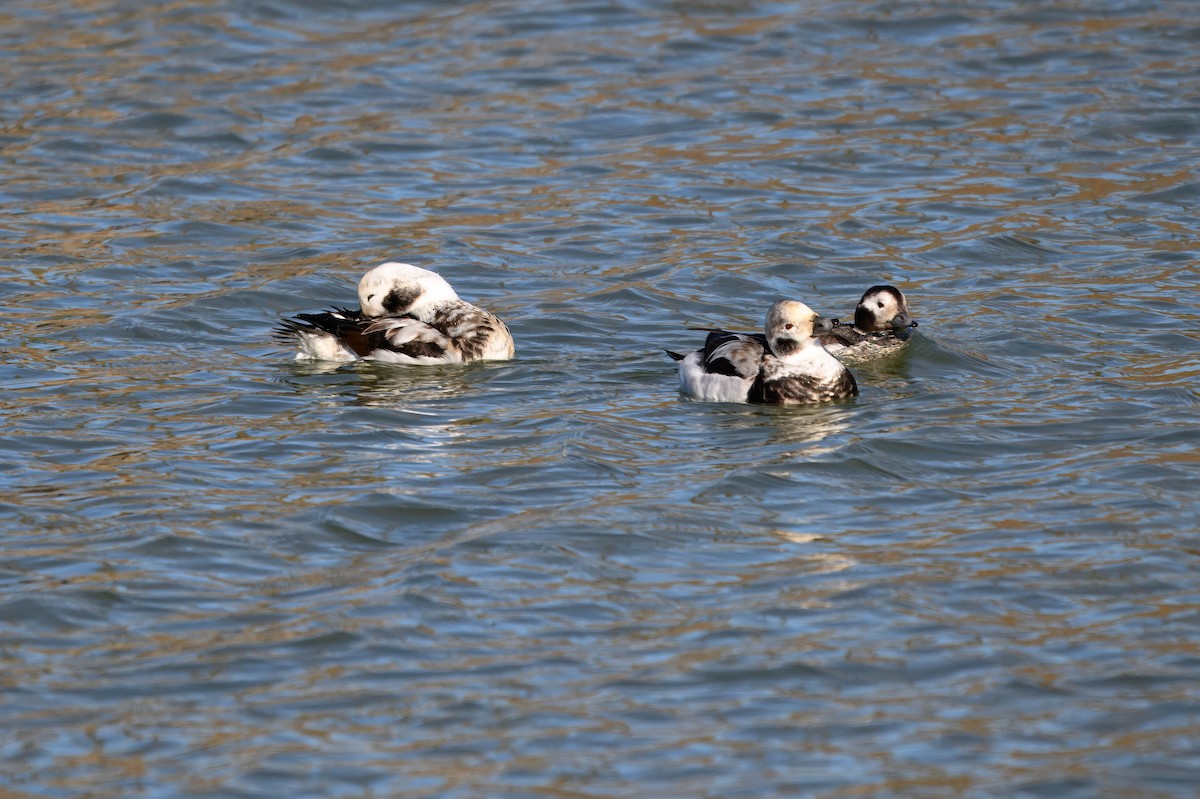 Long-tailed Duck - ML612684386