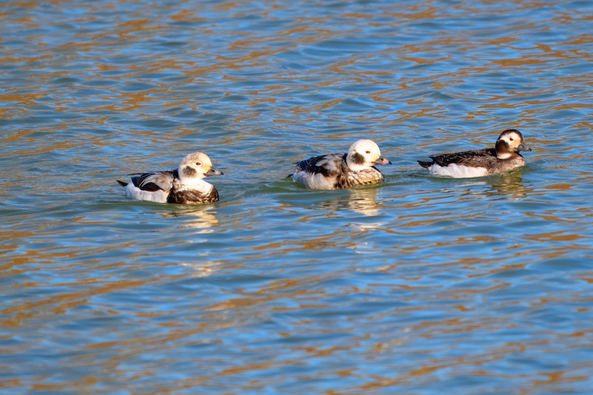 Long-tailed Duck - ML612684388