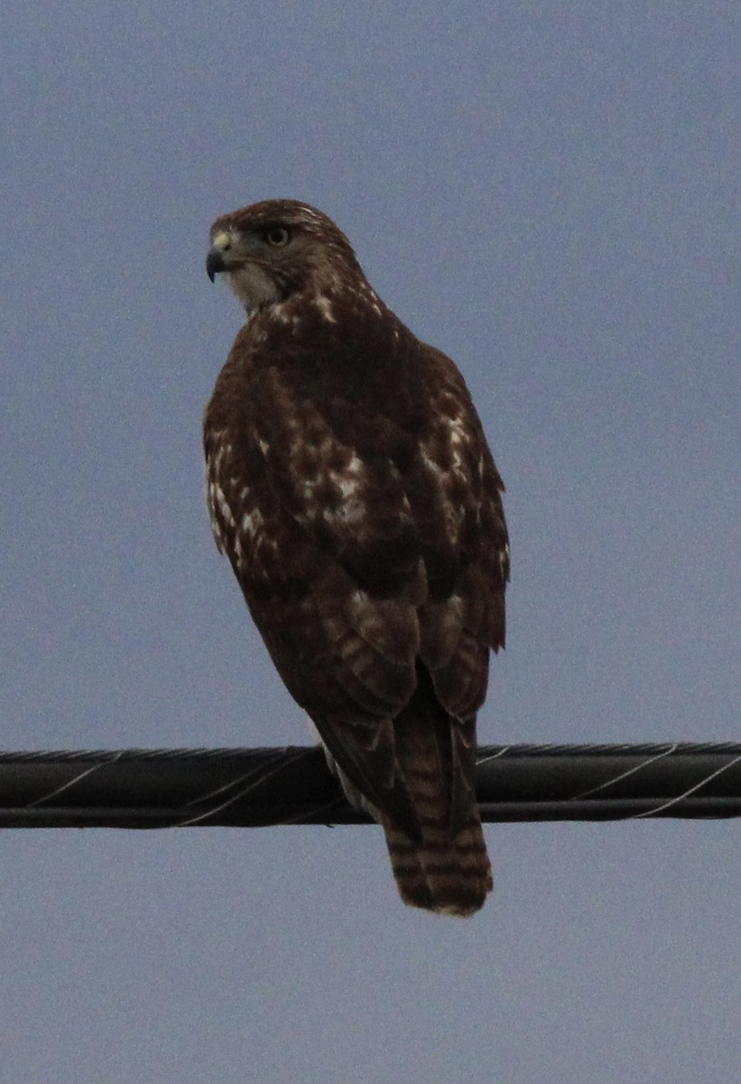 Red-tailed Hawk - ML612684458