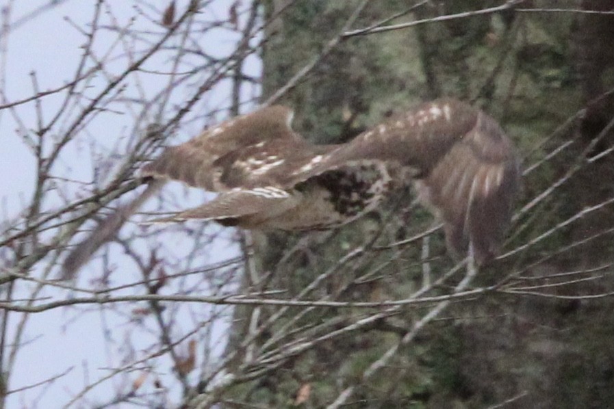 Red-tailed Hawk - ML612684459