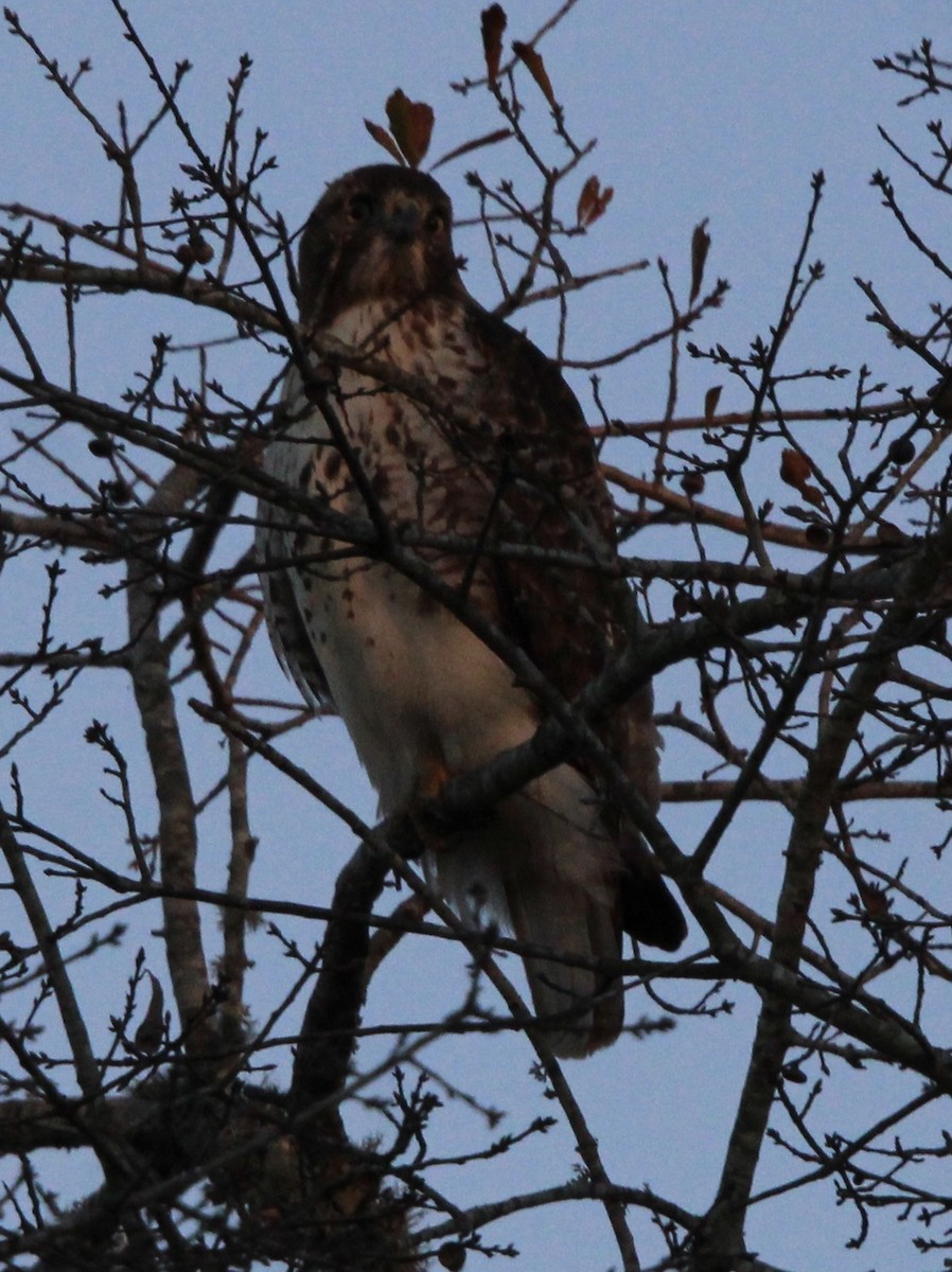 Red-tailed Hawk - ML612684530