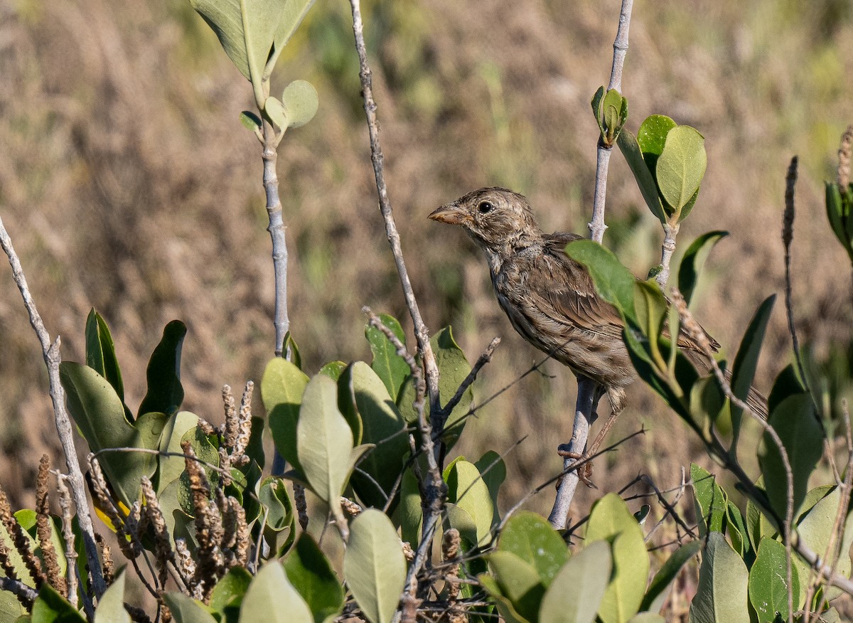 Savannah Sparrow (Large-billed) - Forest Botial-Jarvis
