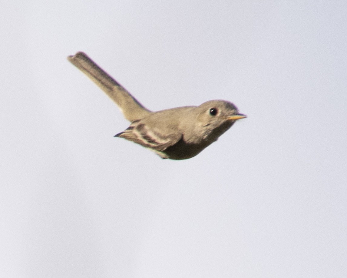 Gray Flycatcher - Ross Mungeam