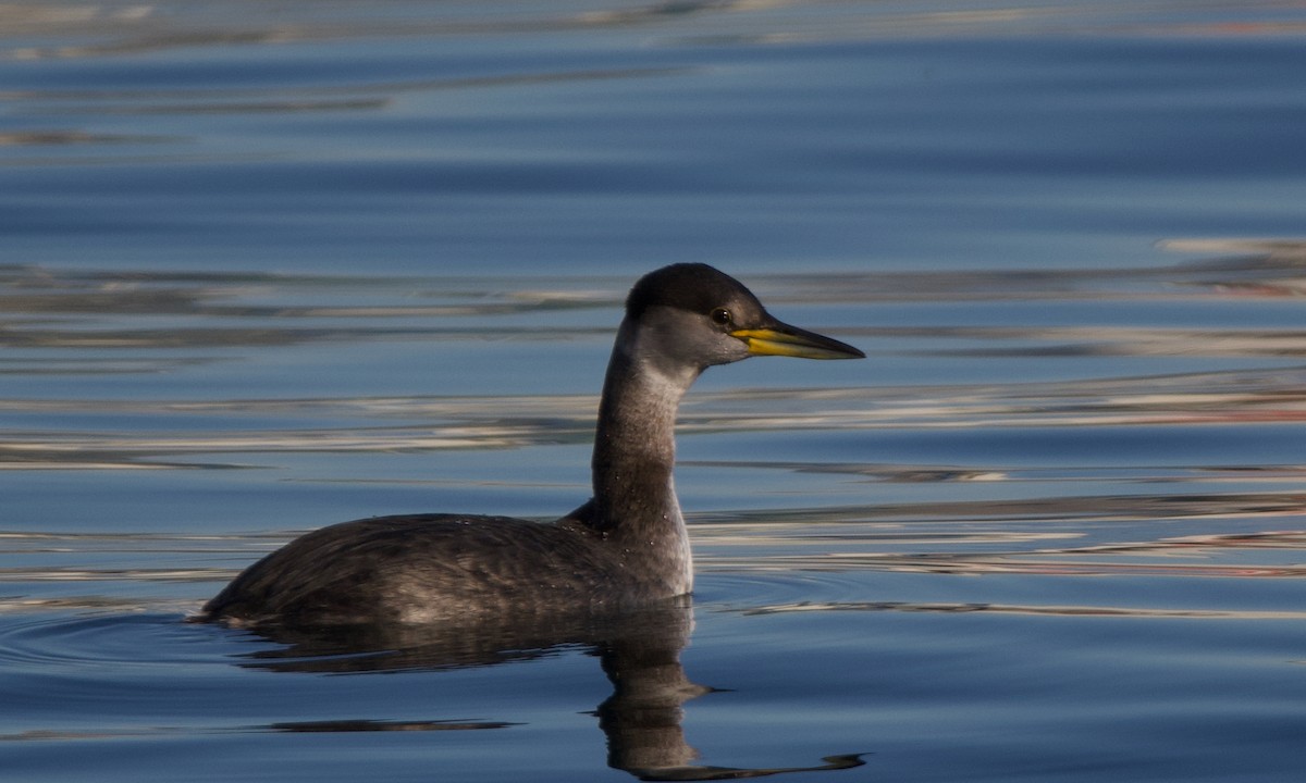 Red-necked Grebe - ML612685747