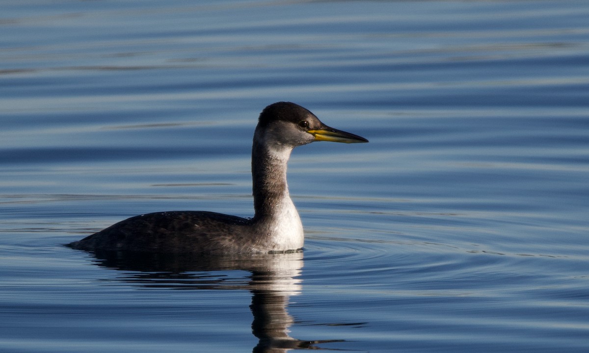 Red-necked Grebe - ML612685748