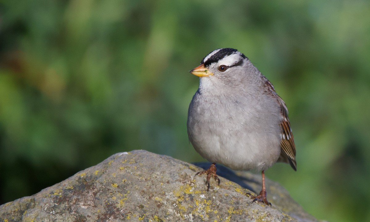 White-crowned Sparrow - Neil Pankey