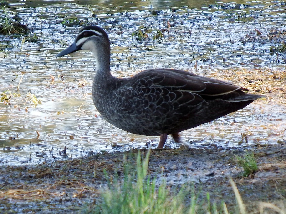 Pacific Black Duck - ML612685757