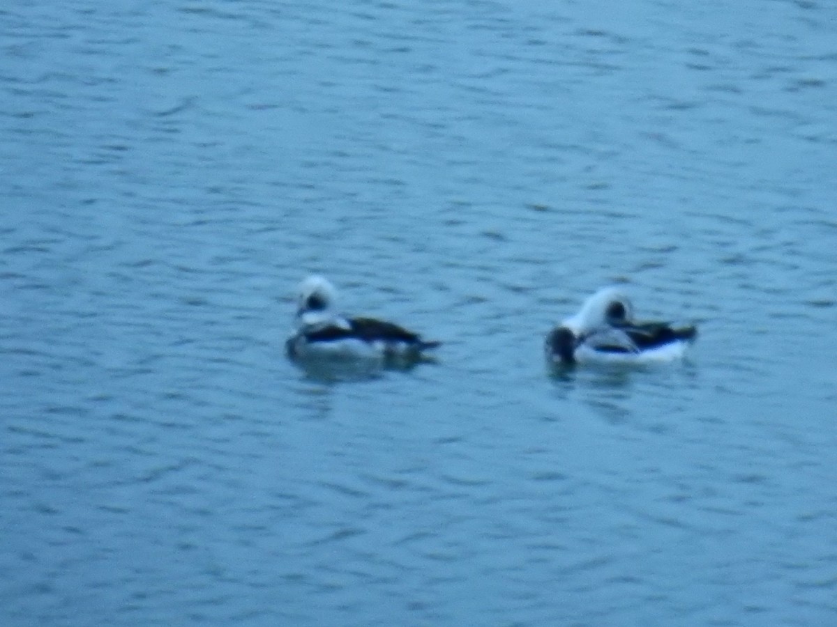 Long-tailed Duck - ML612685793