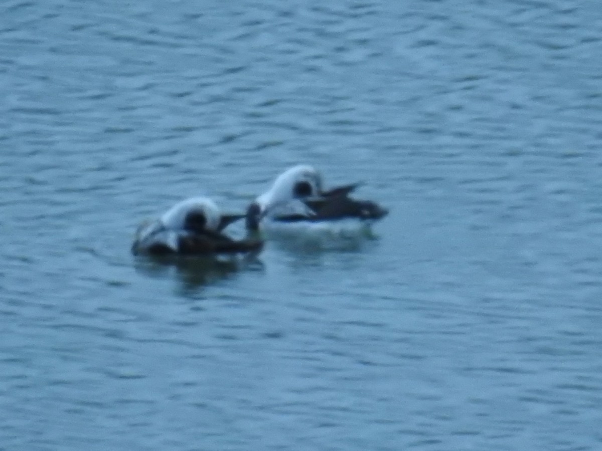 Long-tailed Duck - ML612685794