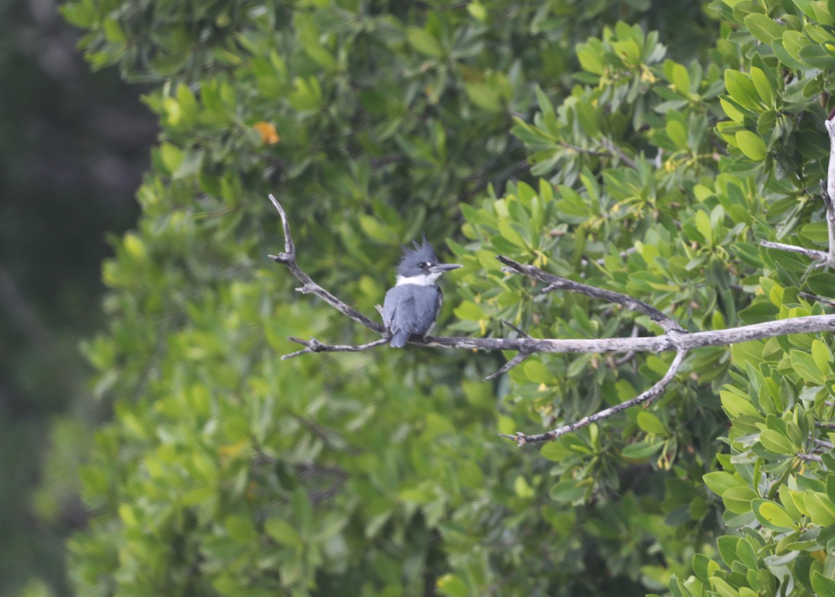 Belted Kingfisher - ML612685826