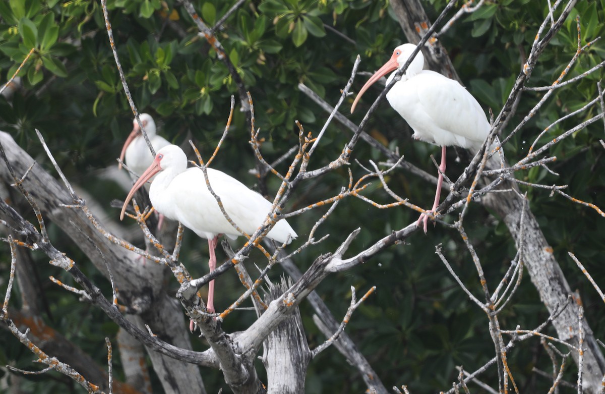 White Ibis - "Chia" Cory Chiappone ⚡️