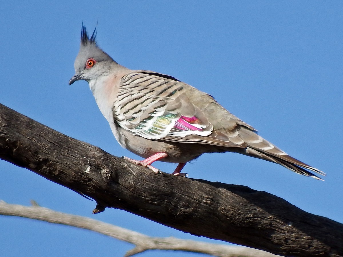 Crested Pigeon - ML612685868