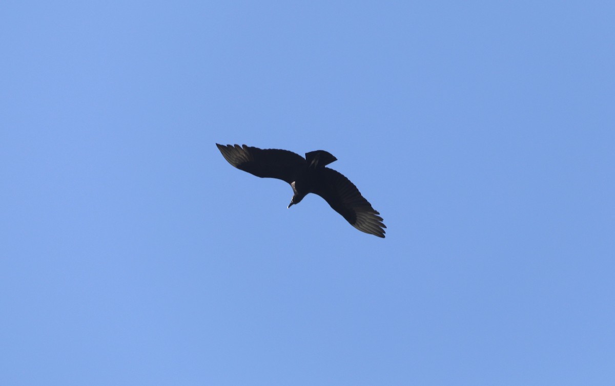 Black Vulture - "Chia" Cory Chiappone ⚡️