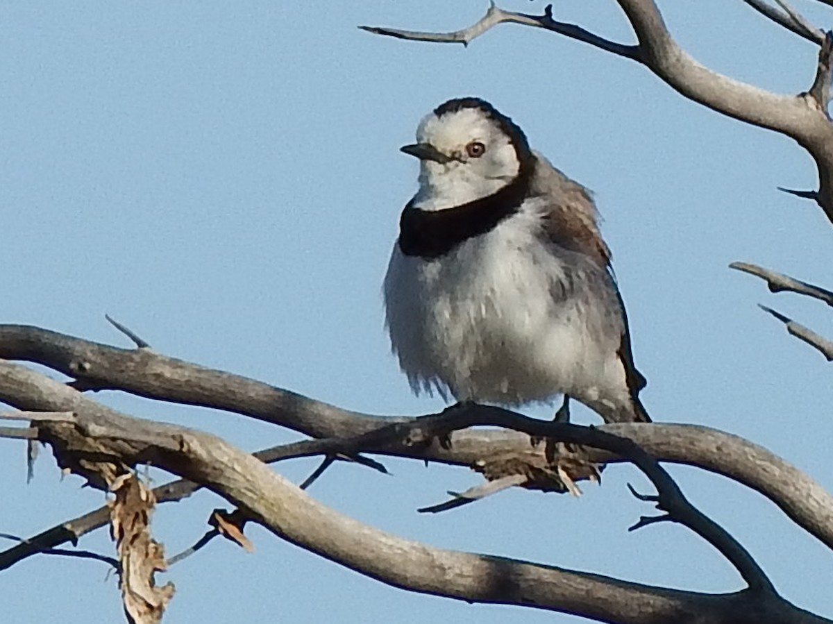 White-fronted Chat - ML612685962