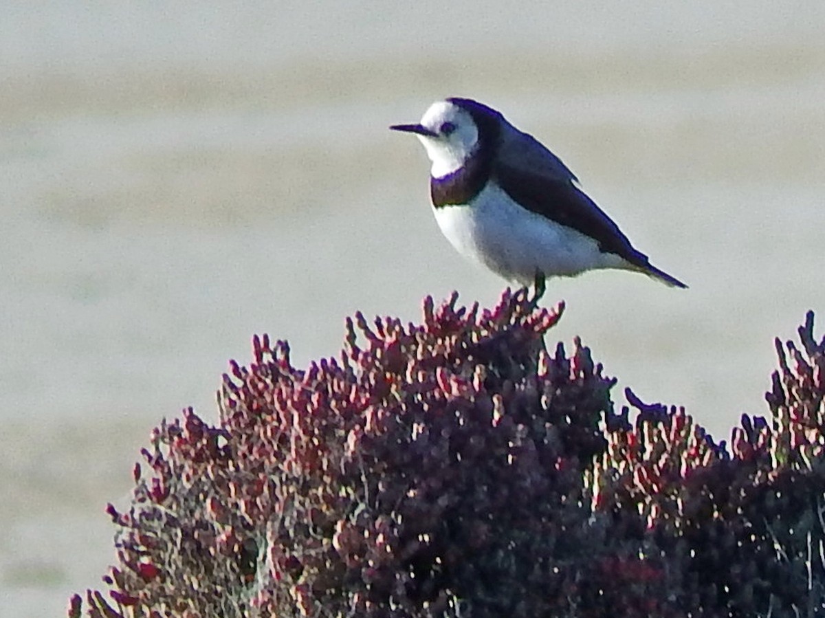 White-fronted Chat - ML612685963