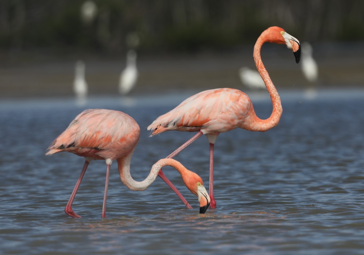 Amerika Flamingosu - ML612685986