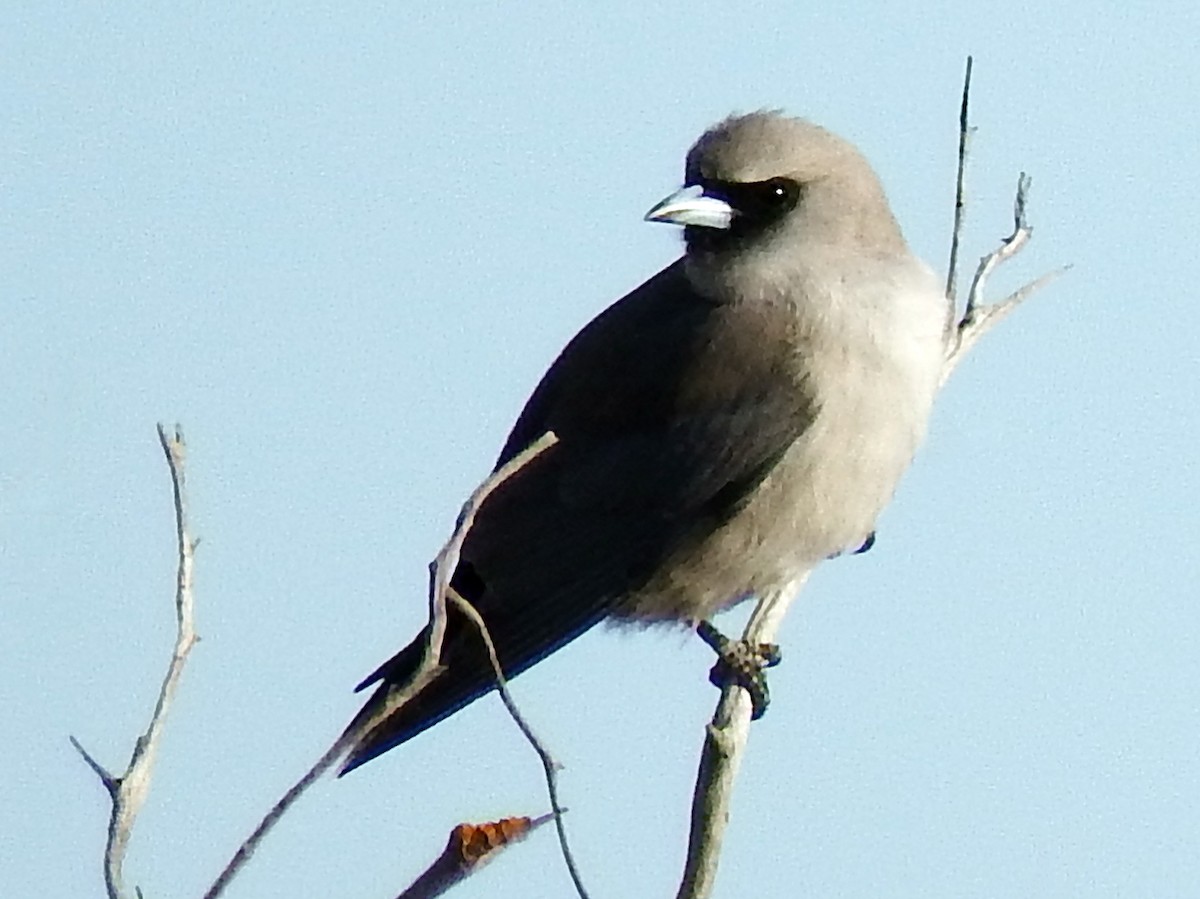 Black-faced Woodswallow - Mary Goodart