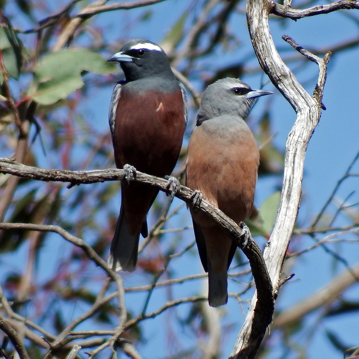 White-browed Woodswallow - ML612686026
