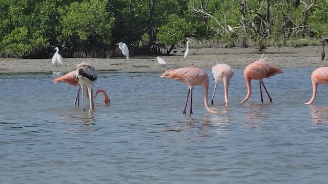 Amerika Flamingosu - ML612686139