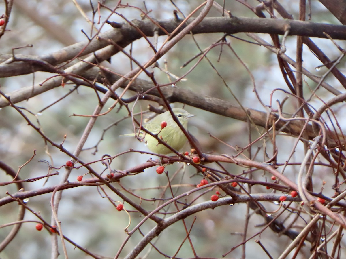 Orange-crowned Warbler (Gray-headed) - ML612686212